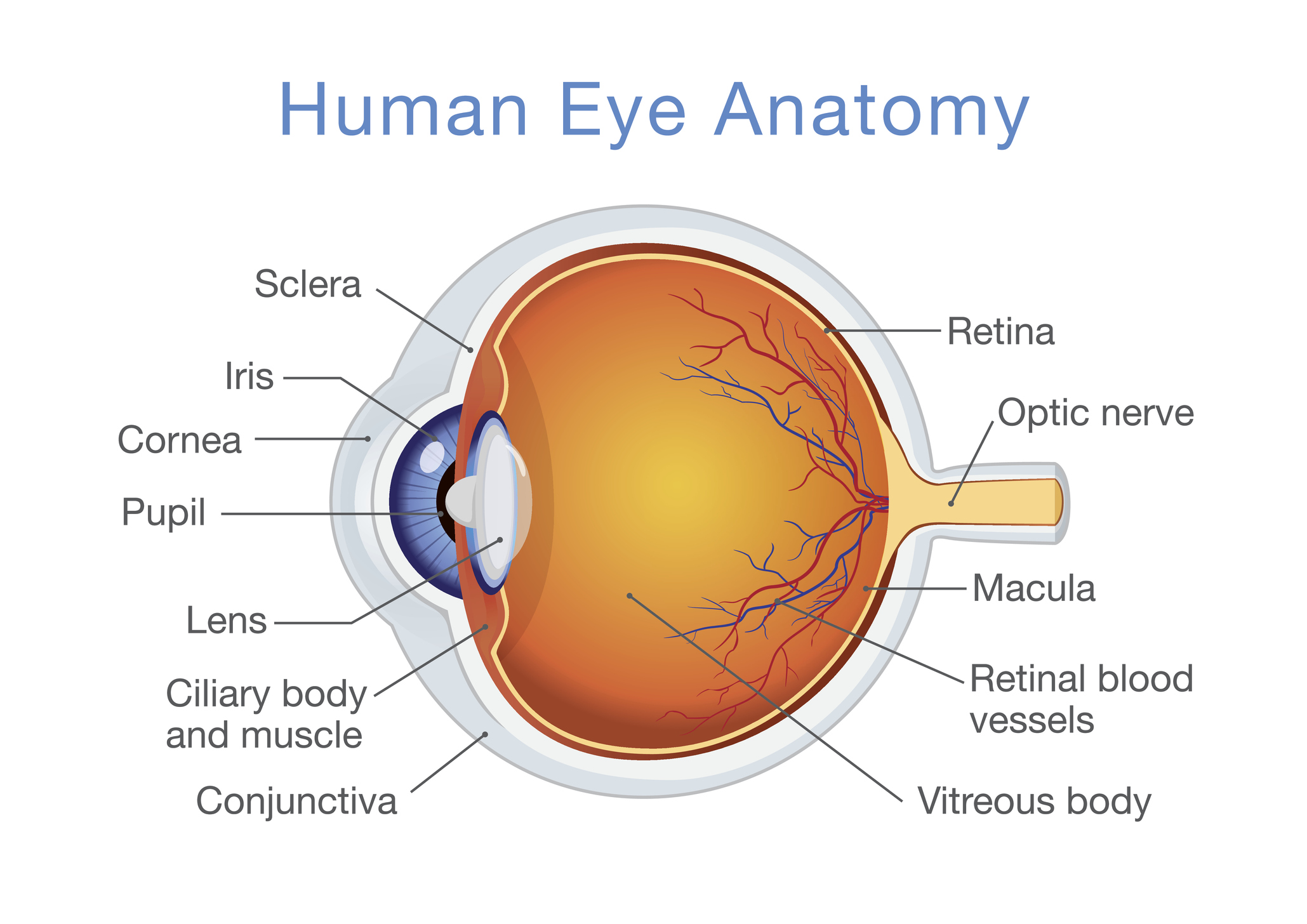 Anatomy of human eye and descriptions.