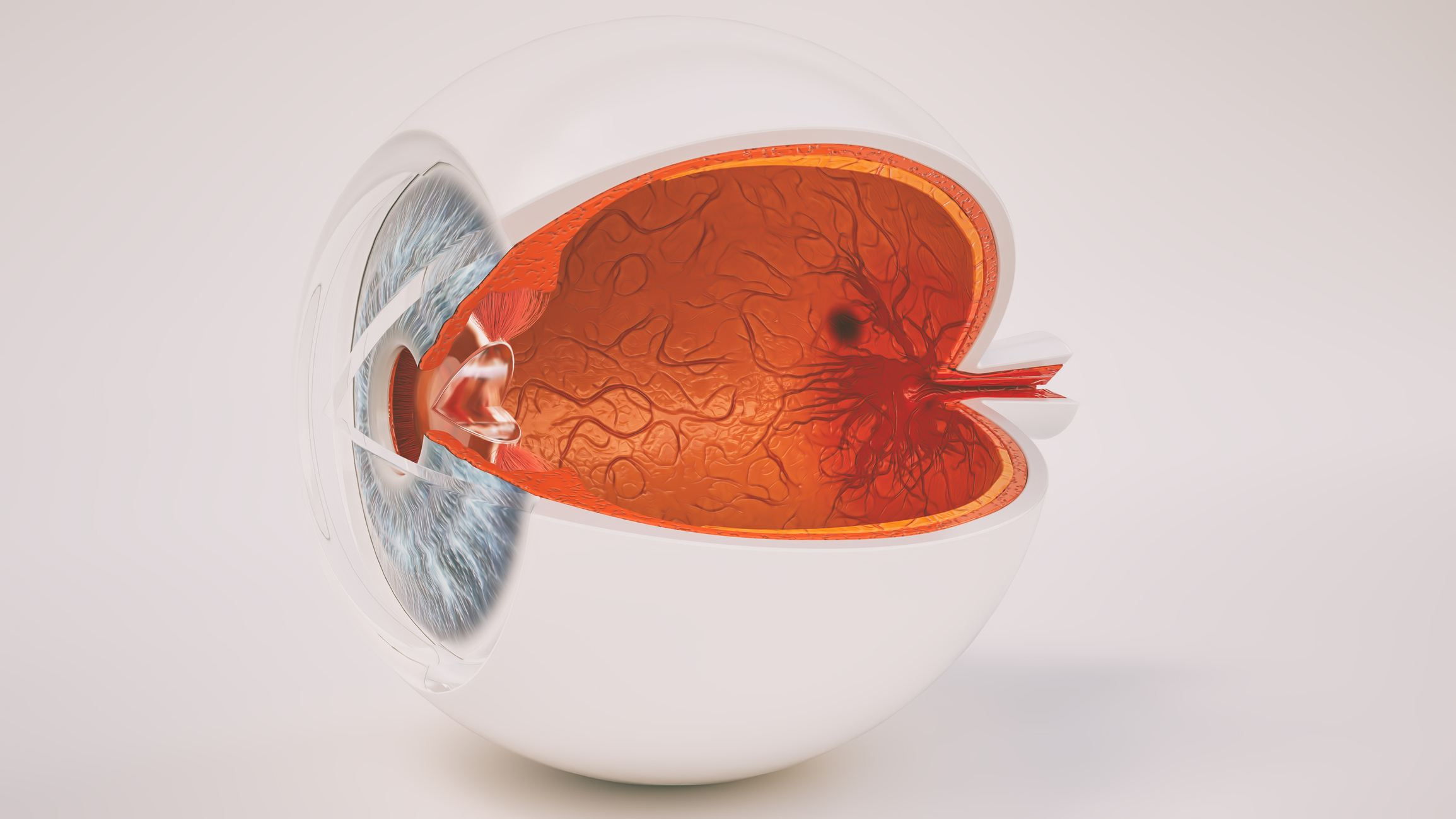Human eye anatomy very detailed in cross section