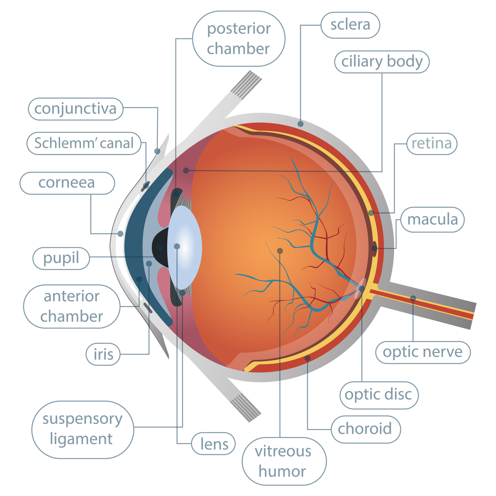 Human eye anatomy vector design