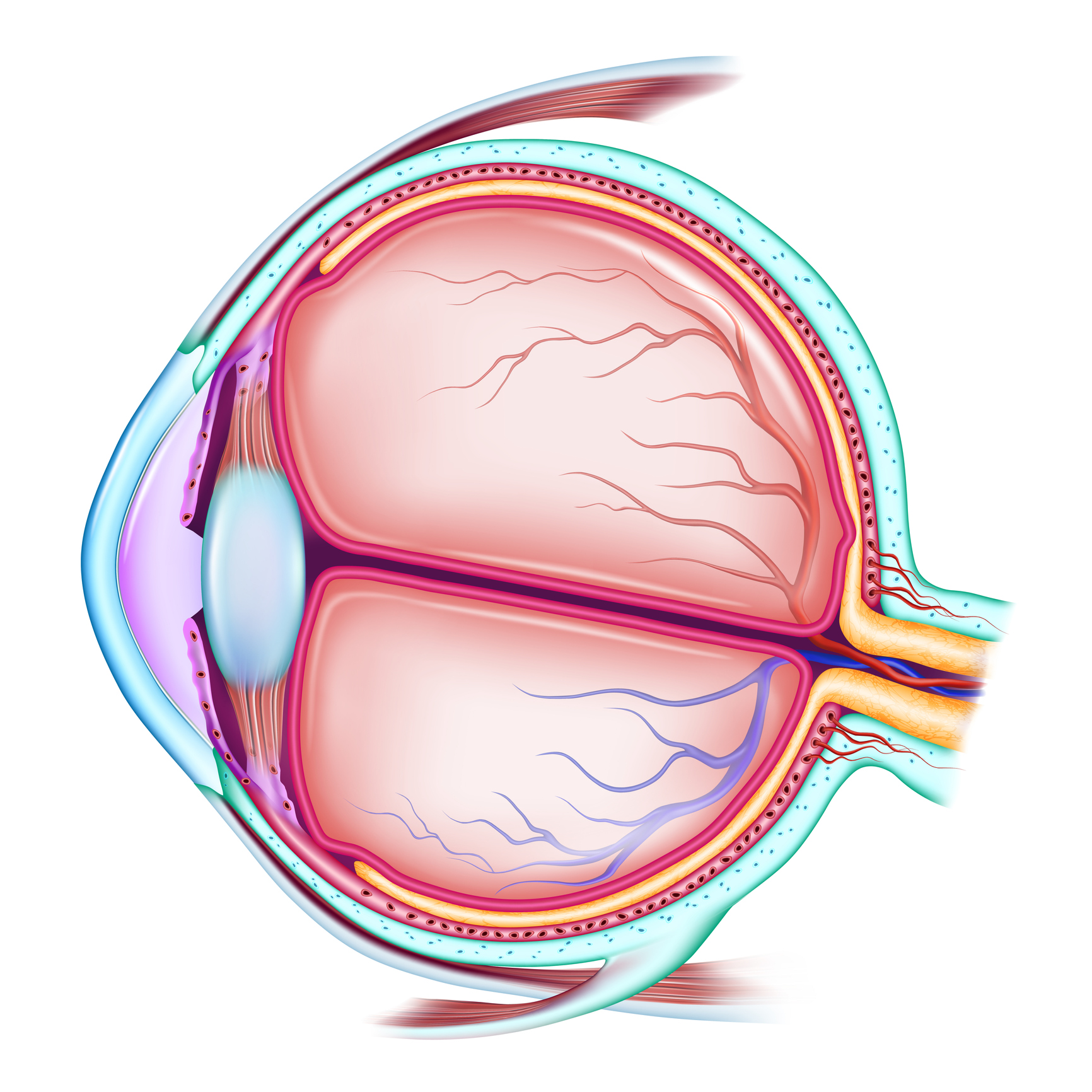 Structure of the human eyeball with the name and description of all sites. Medical didactic anatomy poster. Vector illustration isolated on a white background.